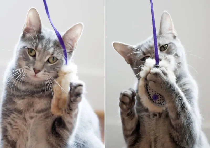 Playful Pancakes - Cat Toys for Charity